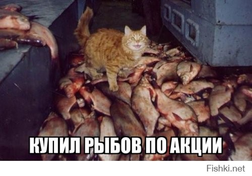 Вы продоёте рыбов?»: что за мем с котами и рыбой, на котором все разговаривают с ошибками