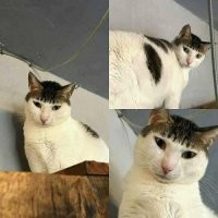 20+ смешных котеек, которые подарят добрую порцию позитива