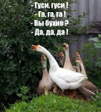 Гуси наелись забродивших ягод