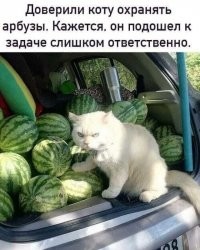 15 человек, которые без ума от своих питомцев, и это взаимно