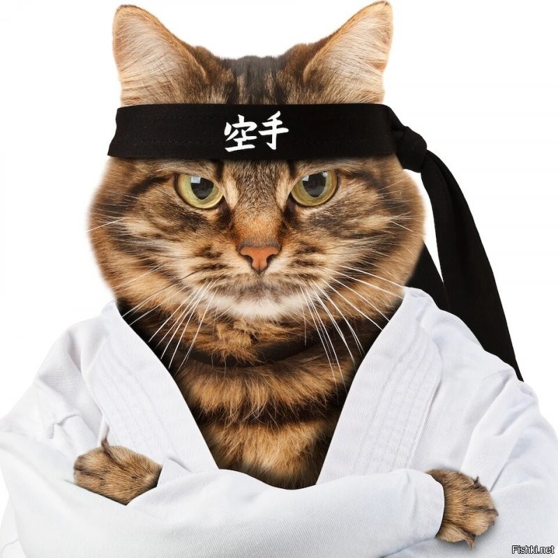 К фото № 12  Karate Cat )))