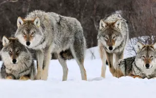 У волков - лапы.