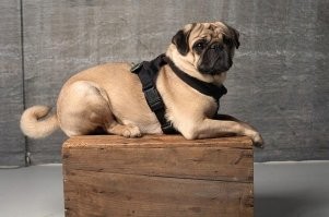 Нужен мопсячий ошейник. У них же шея плавно переходит в голову