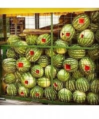 День арбуза