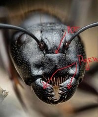 Смешные комментарии из соц.сетей