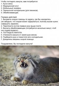 Учимся безопасно кормить манула