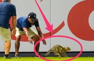 Знаем-знаем японских котов. Шустрые ребята.