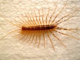 Вот такая прикольнее. И польза от неё не меньше.)