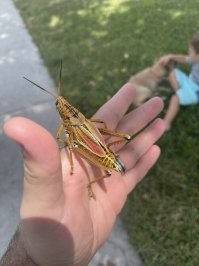 - Вы продаете саранчу?
- Нет, я ее показываю...
- Красивая....