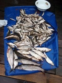 Сиги, ленки, хариус. В тарелке тугун. 5 июля 2021 года. Автор: котегRUS. Река Лена, Якутия.