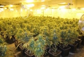 Знаем мы этих любителей выращивать