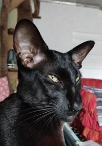 А это Жора. Он очень суровый кот. И у него сегодня день рождения - ему 1 год.