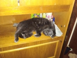 Сломались: 20 уморительных котов, которые вас рассмешат