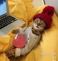 Если в доме нет кота,
Значит, в доме – пустота.
Кто вдруг приоткроет двери,
Если дверь не заперта?

Почему решил вдруг мячик
Закатиться за диван?
Тапок сам, наверно, скачет:
Есть один, другой пропал.

Кофта вдруг упала на пол
И свернулась там клубком,
Шапка поднялась на лапы
Да исчезла за углом.

Дверь мяукает входная:
Ну-ка, кто там у ворот?
Всё как будто оживает,
Если в доме кот живёт.