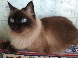 Вот бы такую синичку в подруги моей Гошки  \_(ツ)_/