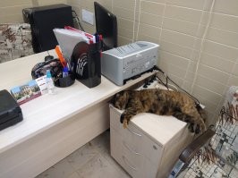 Сломались: 20 уморительных котов, которые вас рассмешат