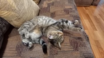 Мою Бусю вот так колбасит.
Шиворот-навыворот...