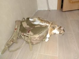 Муся проиграла рюкзаку