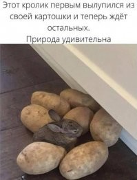 Это белорусский кролик :)