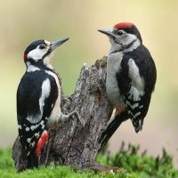 Несознательная велосипедистка и быстрый мотоциклист из Казахстана