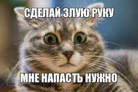 Забавная схватка с упитанным котом