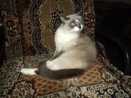 Катя, катенька, котёнок.