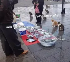 Просто для информации.
«Вы продаёте рыбов? Красивое...»: фраза из картинки с котами стала мемом
К концу июля можно часто встретить одну и ту же картинку: как минимум семь котов сидят и смотрят на разложенную прямо на асфальте рыбу. Между животными и продавцом происходит выдуманный диалог с намеренно исковерканными словами:

  Вы продоёте рыбов?
  Нет просто показываю.
  Красивое...

Мем зародился в паблике «мемы про котов (по ржать)». Это постироничное сообщество, откуда вышло множество мемов, например, «мыш (кродёться)», «хоба», «большой кот, кот поменьше, вообще маленький кот жесть» и другие. Авторы картинок намеренно делают мемы как можно более абсурдными, и периодически они расходятся по всему рунету.