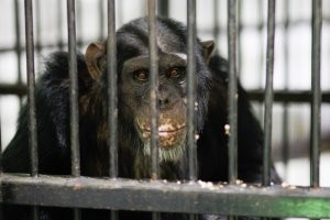 Негодяй получил 7 лет тюрьмы за нападение на 12-летнего танцора