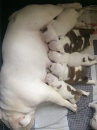Двое из малышей живут со мной уже почти 5 лет.