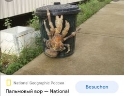 На 4 фото это ж пальмовый вор.