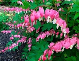 Раньше возле подъездов сажали, встречалось это растение очень часто.