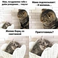 Без кота и жизнь не та