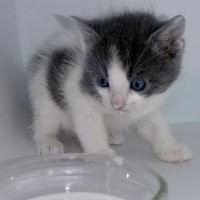 Вы чего наделали? Я еще лакать не умею! Маааама!