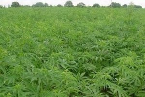 Вон поля целые и ничего - ткань делают