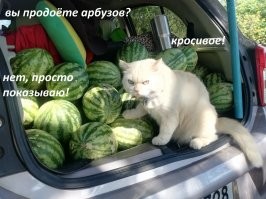 Без кота и жизнь не та