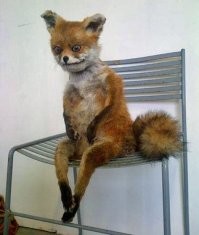 Пост любви к лисам