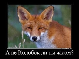 Пост любви к лисам