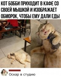 Сломались: 20 уморительных котов, которые вас рассмешат