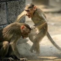 Криминальные этнические разборки, пля....