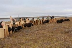 Почему так трудно найти фотографию овцебыка рядом с человеком: