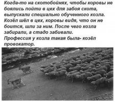 Это про ботов, загоняющих на ковидную фуфловакцину