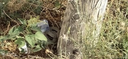 вчера увидел змею которая ползла вдоль забора 
искала выход 
увидев меня прибавила "шагу" и притаилась в кустах, 
кто нибудь может определить что за змея?
у нас тут много морских ужей