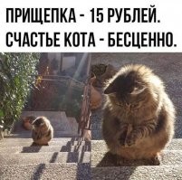 На каком языке думает кот?