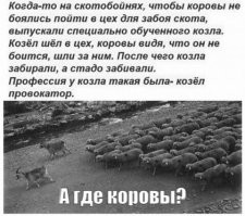 Смешные и познавательные картинки