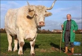 Может быть все таки ФЕЛЬДМАРШАЛ