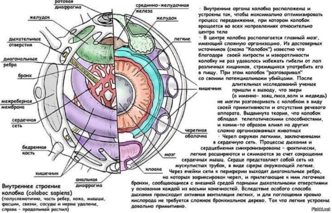 Анатомия колобка картинки