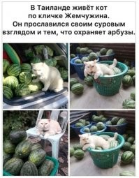 Либо у них кот великан, либо арбузы мелковаты...