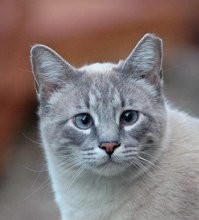 он имеет ввиду что такая норм