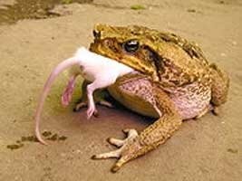 Жабы тоже не святым духом питаются