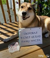 Про собаку и масло...